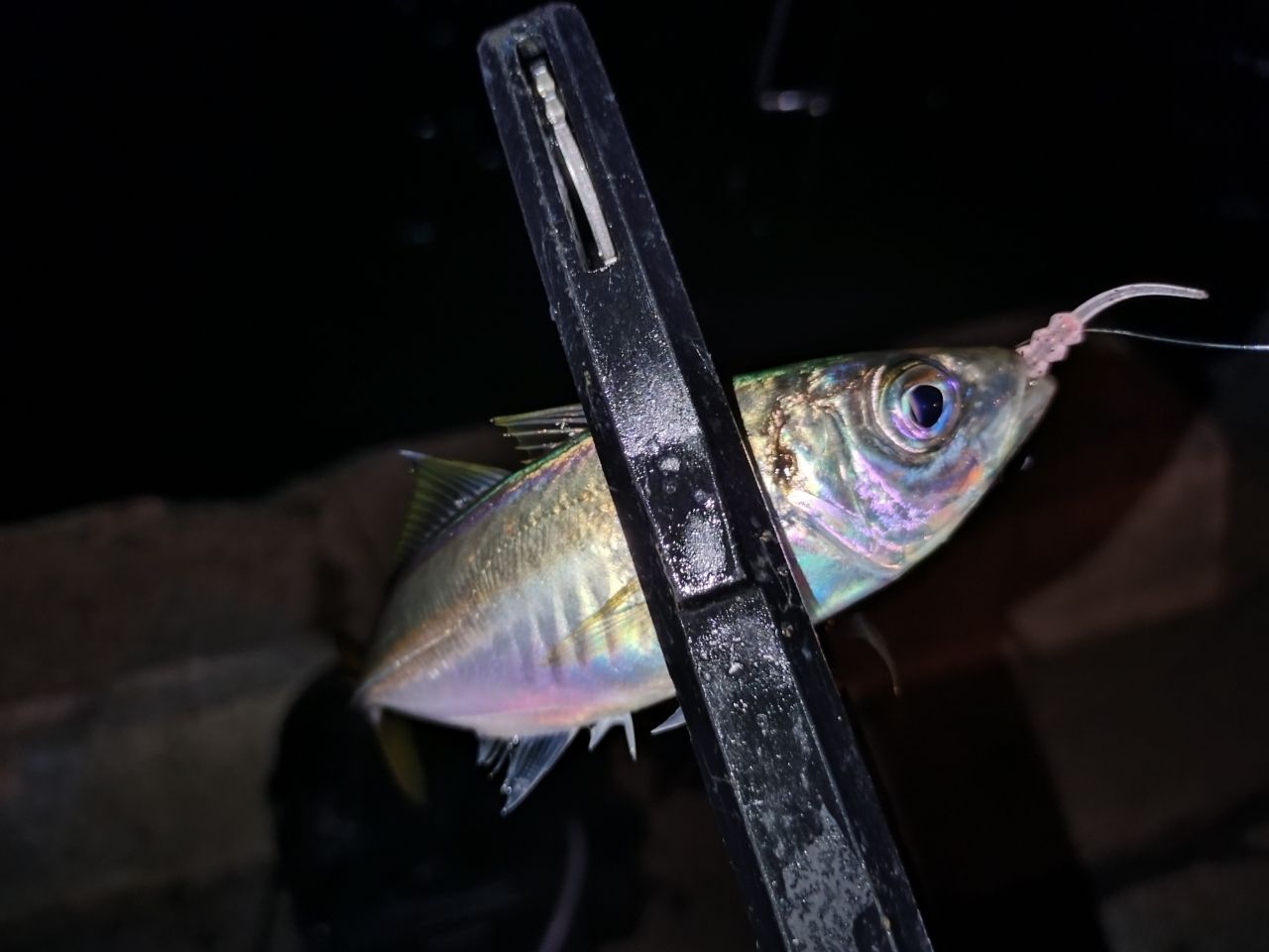 アジ