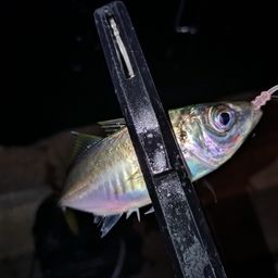 アジ