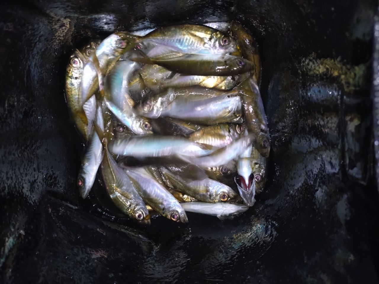 アジ