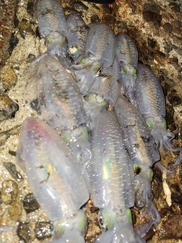 アオリイカの釣果