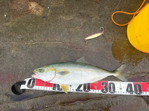 イナダの釣果