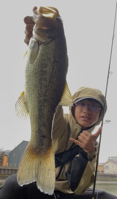 ラージマウスバスの釣果