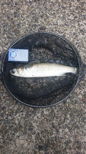 ボラの釣果