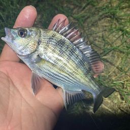 クロダイ