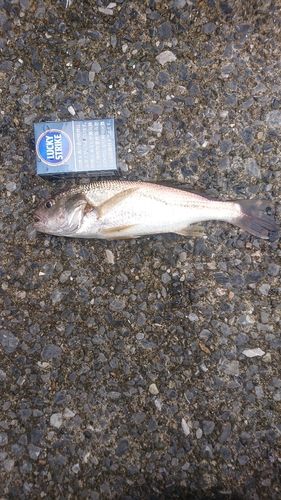 イシモチの釣果