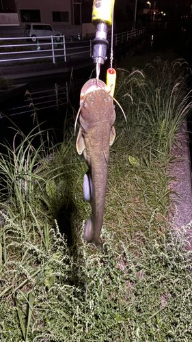 マナマズの釣果