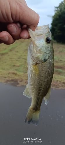 ブラックバスの釣果