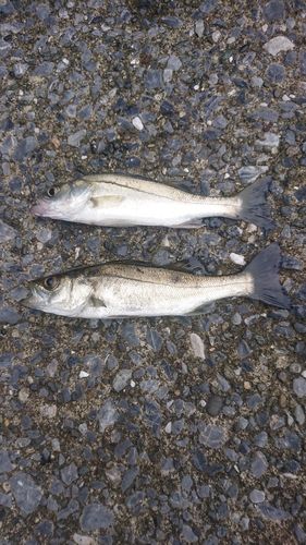 セイゴ（ヒラスズキ）の釣果