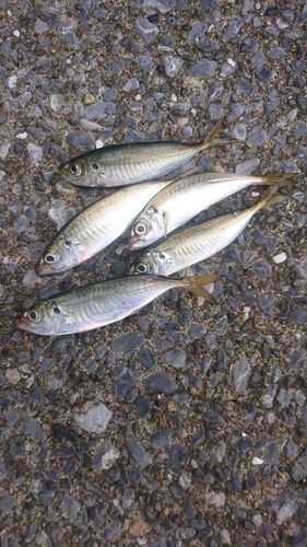 アジの釣果