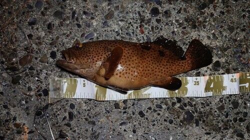 キジハタの釣果