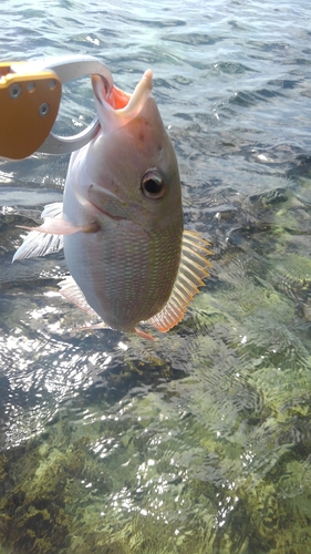 イソフエフキの釣果