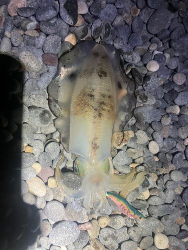 アオリイカの釣果