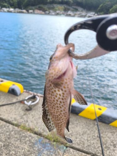 オオモンハタの釣果