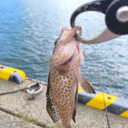 オオモンハタ