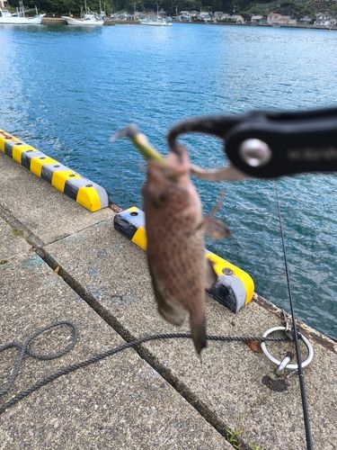 オオモンハタの釣果