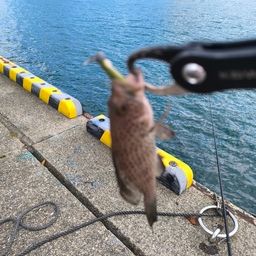 オオモンハタ