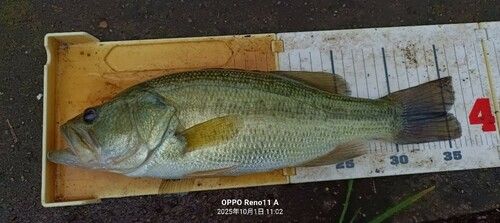 ブラックバスの釣果