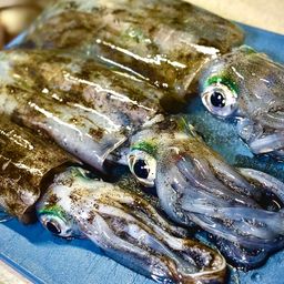 アオリイカ