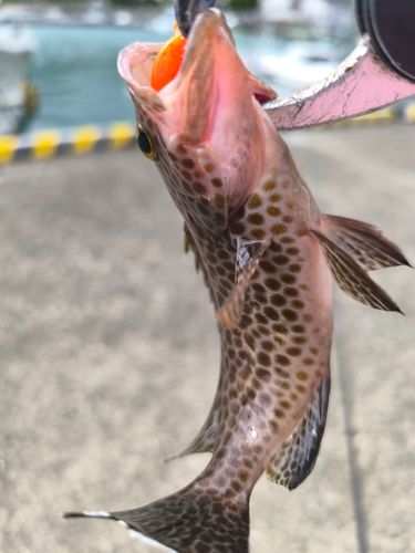 オオモンハタの釣果