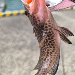 オオモンハタ