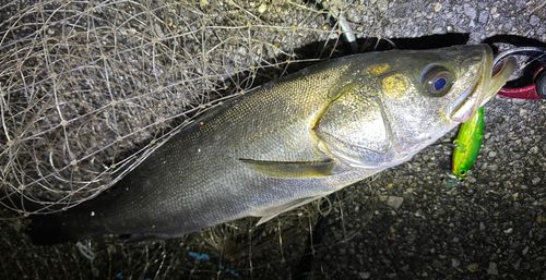 シーバスの釣果