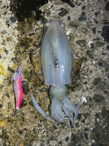 アオリイカの釣果