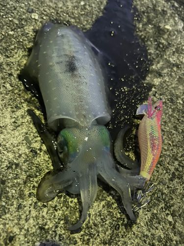 アオリイカの釣果