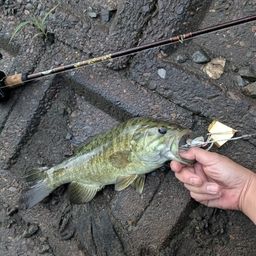 スモールマウスバス