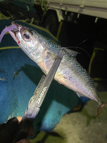 サバの釣果