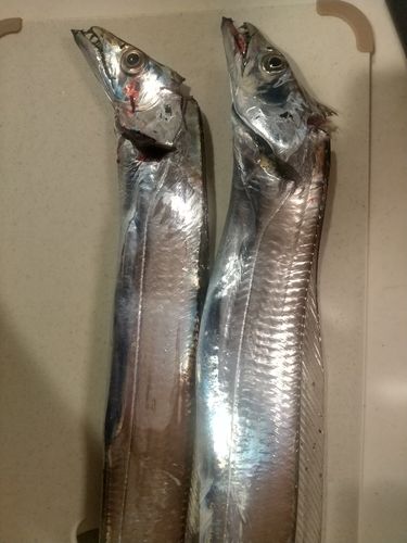 タチウオの釣果