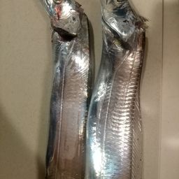 タチウオ