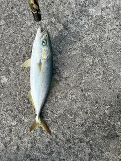 ワカシの釣果