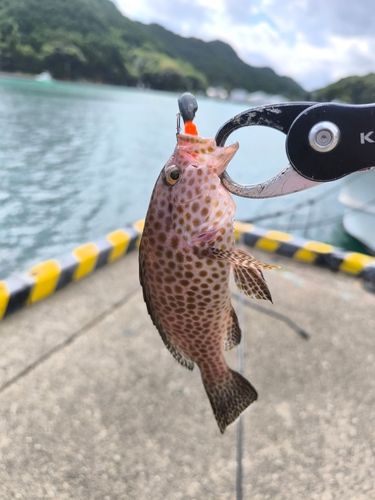 オオモンハタの釣果
