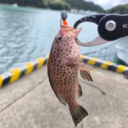 オオモンハタ