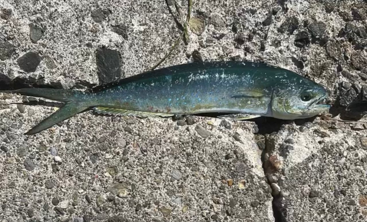 アブガルシア　エラディケーター　パワーフィネス　810MLT-TZ アブ・ガルシア「エラディケーター」に繊細＆タフなパワー