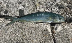 シイラの釣果