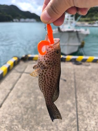 オオモンハタの釣果