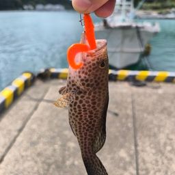 オオモンハタ