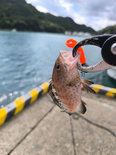 オオモンハタの釣果