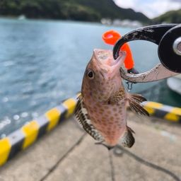 オオモンハタ