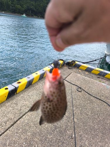 オオモンハタの釣果