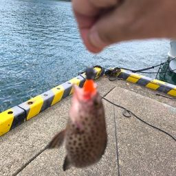 オオモンハタ