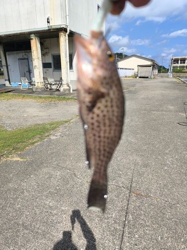 オオモンハタの釣果