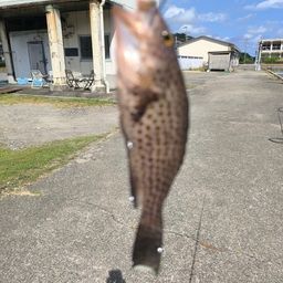 オオモンハタ