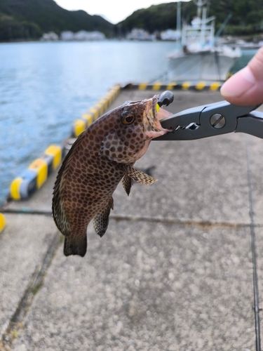 オオモンハタの釣果