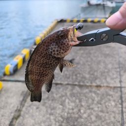 オオモンハタ