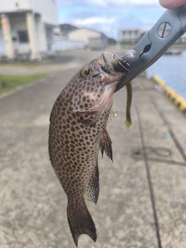 オオモンハタの釣果