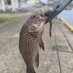 オオモンハタ