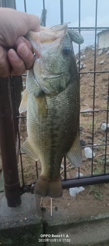 ブラックバスの釣果