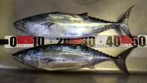 ハガツオの釣果